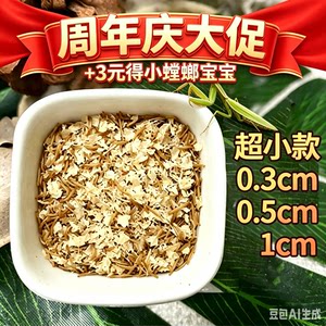 小面包虫鲜活黄粉虫跳蛛螳螂睫角守宫蝎子蜘蛛乌龟芦丁鸡爬宠饲料