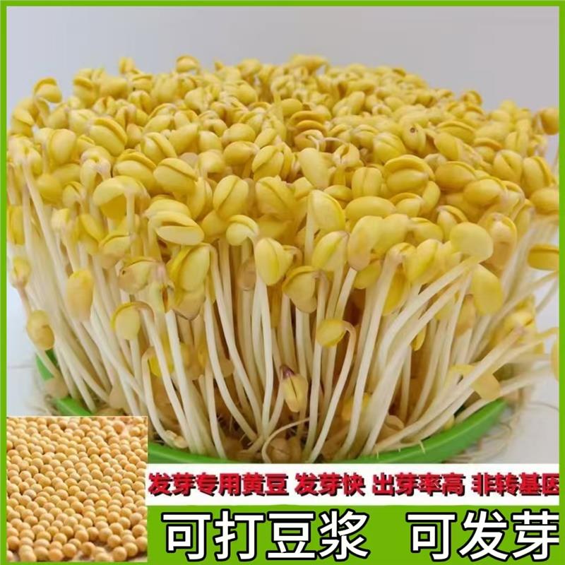 黄豆打豆浆干货大豆芽黄豆整箱发货发豆芽新黄豆生黄豆芽