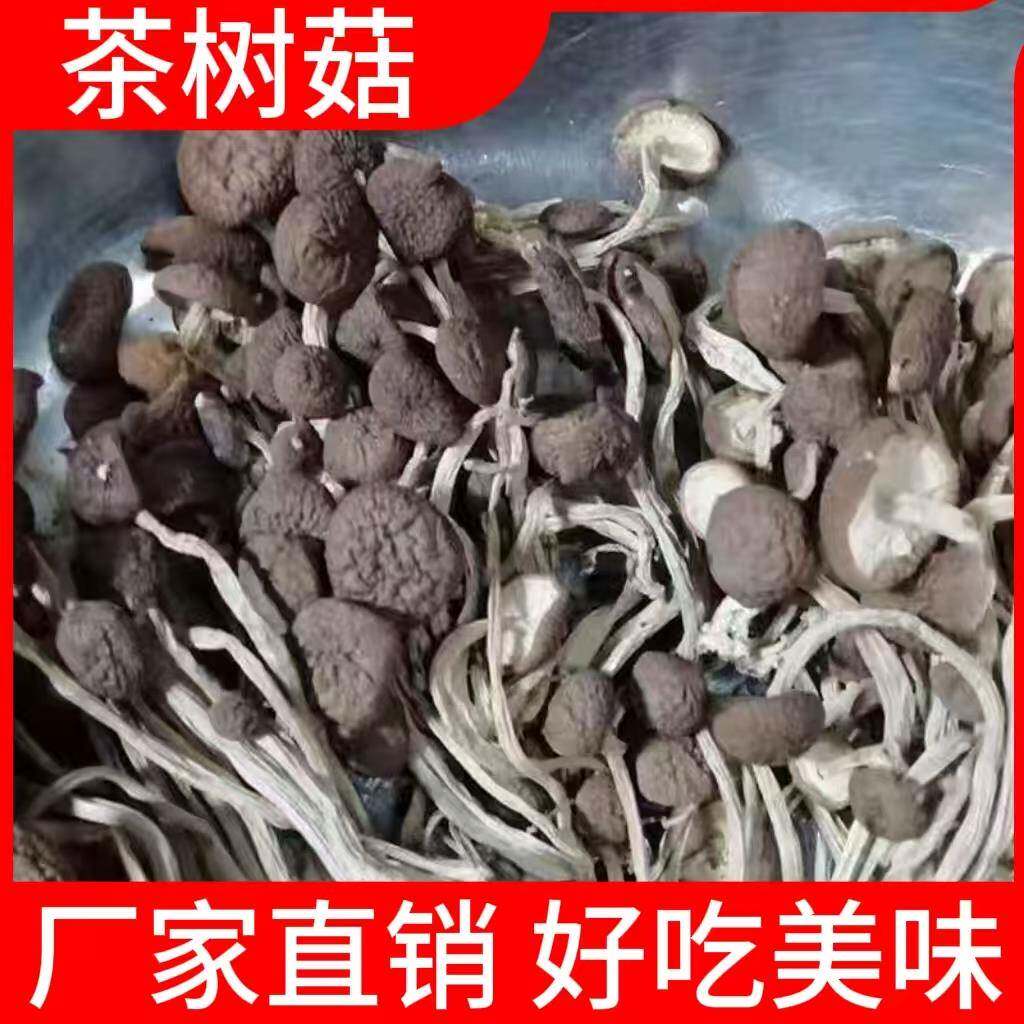 树菇特产茶树菇干货凉拌热炒火锅用煲汤香菇类茶家商用