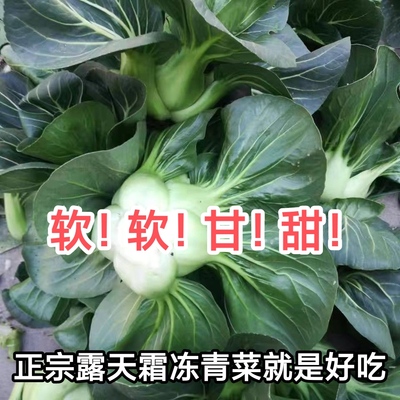 新店福利特级青菜新鲜蔬菜