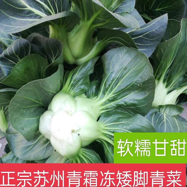现挖露天苏州青菜鲜嫩散装青菜矮脚苏州青软糯嫩时令蔬菜小青菜,水产肉类/新鲜蔬果/熟食,叶菜类,淘宝优惠券,粉丝福利购,淘宝优惠卷