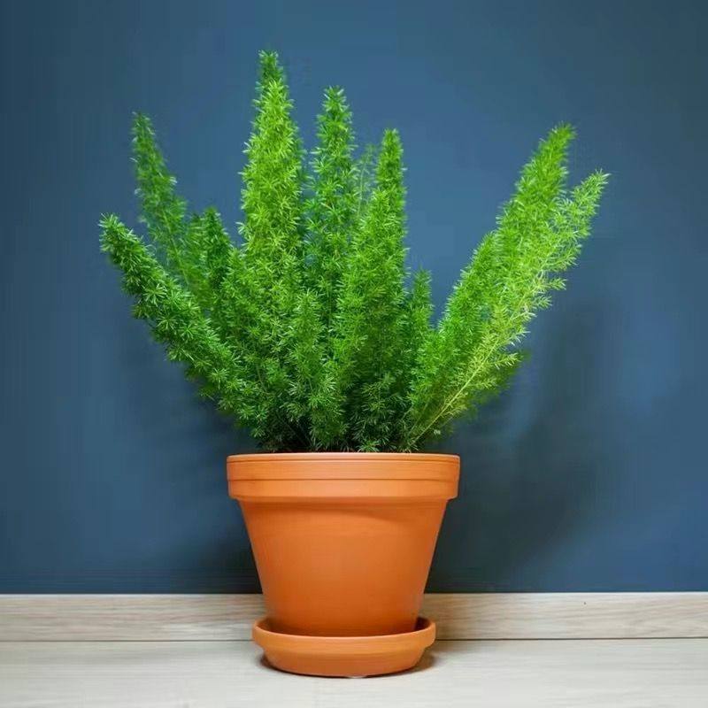 狐尾天门冬盆栽阳台庭院耐热观叶花卉植物四季常青多年生好养易活,鲜花速递/花卉仿真/绿植园艺,绿植,淘宝优惠券,粉丝福利购,淘宝优惠卷