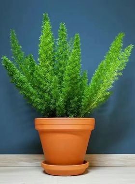 狐尾天门冬盆栽阳台庭院耐热观叶花卉植物四季常青多年生好养易活