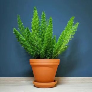 狐尾天门冬盆栽阳台庭院耐热观叶花卉植物四季常青多年生好养易活