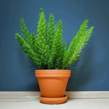 狐尾天门冬盆栽阳台庭院耐热观叶花卉植物四季常青多年生好养易活