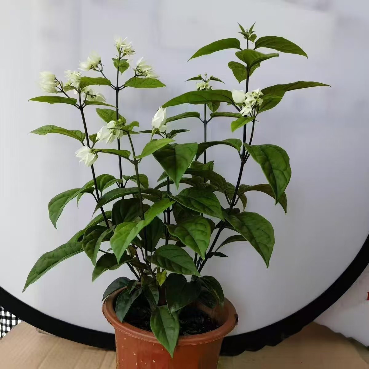 龙吐珠花 观花盆栽 麒麟九龙吐珠 红白花蕊鲜艳庭院阳台花