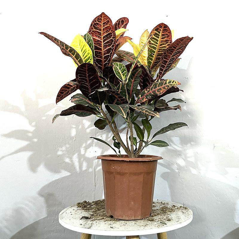 变色木盆栽彩霞变叶木七彩变叶植物客厅庭院高档盆栽绿植花卉美观