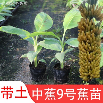 中蕉9号香蕉树苗皇帝蕉小米蕉苗南方种当年结果粉蕉四季结果带土