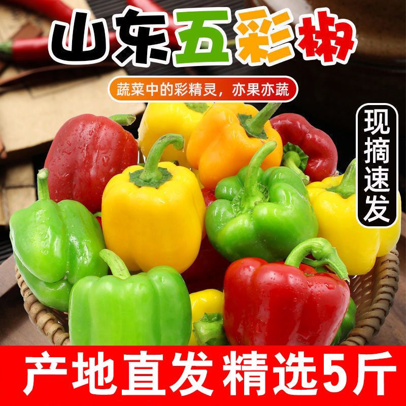 红黄彩椒新鲜水果甜椒生吃七彩辣椒七彩椒五彩灯笼红米椒圆椒蔬菜
