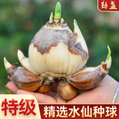 漳州水仙花种球复瓣水培冬季 花卉室内水养盆栽植物重瓣单瓣花种子