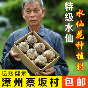 【特级大种球】正宗漳州水仙花室内阳台冬季开花香味花卉盆栽好养