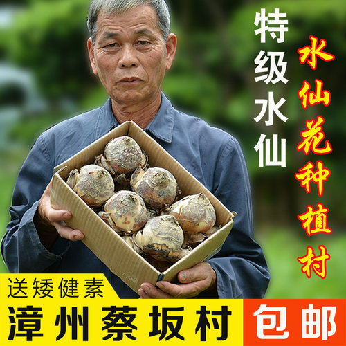 【特级大种球】正宗漳州水仙花室内阳台冬季开花香味花卉盆栽好养