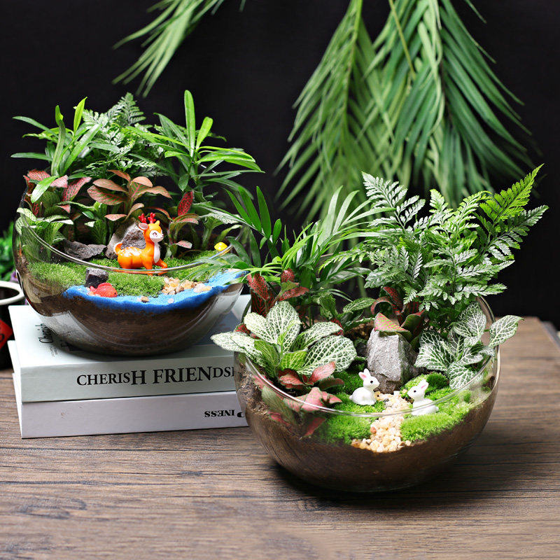 20c苔藓diy微景观生态瓶绿植物种植材料包切组合套装暖场活动大号