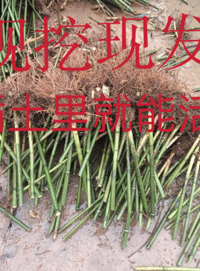 楠竹种苗毛竹苗正宗楠竹苗食用竹笋庭院园林绿化绿植耐寒特粗大型