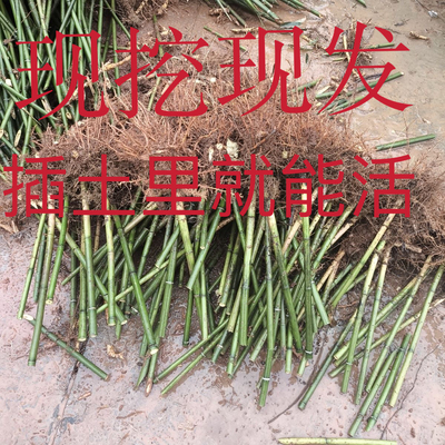 楠竹种苗毛竹苗正宗楠竹苗食用竹笋庭院园林绿化绿植耐寒特粗大型