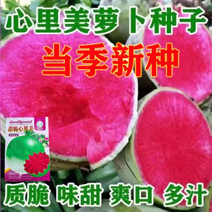 心里美萝卜种子满常红红心西瓜水果萝卜种子青皮红肉生吃脆甜多汁