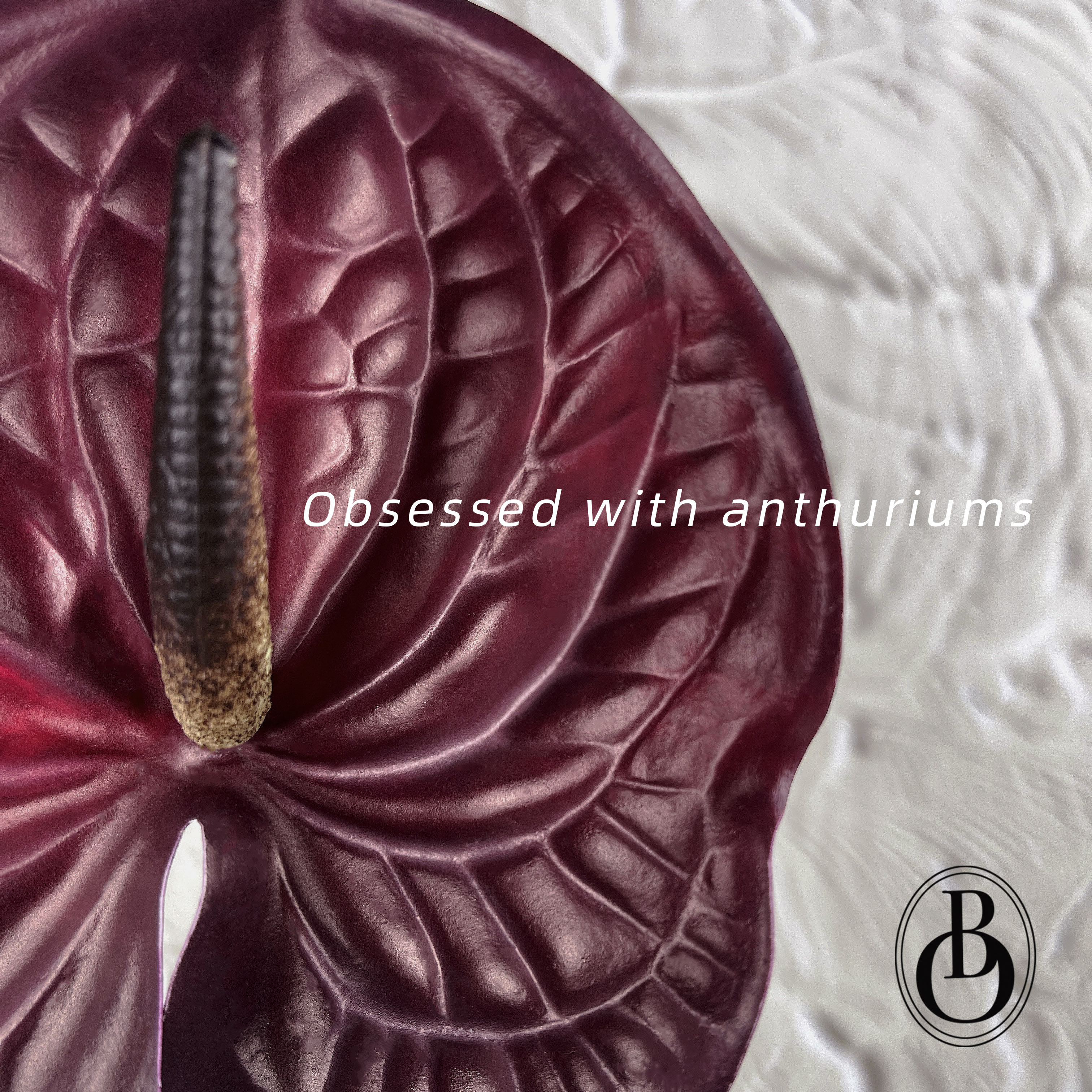 在哪个月夜曾相见过吗?红掌手感