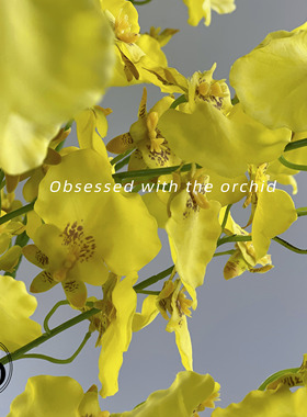 【疏影微香】湿感手感跳舞兰仿真花黄色迎春花假花高枝落地客厅装