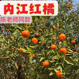 正宗四川红橘内江大红袍桔子罗泉镇铁佛镇70年老树柑儿陈老师同款