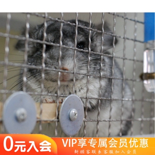 奶牛银斑龙猫活体龙猫MM