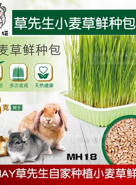 MR. Hay 草先生小麦草鲜种包 自家种植兔子鲜草新鲜 DIY小麦草50g