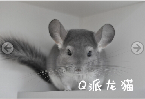 灰常可爱紫灰龙猫活体DD（售出留档）