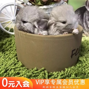 售出留档 圆脸 米色龙猫DD Q派龙猫生活馆店庆特价