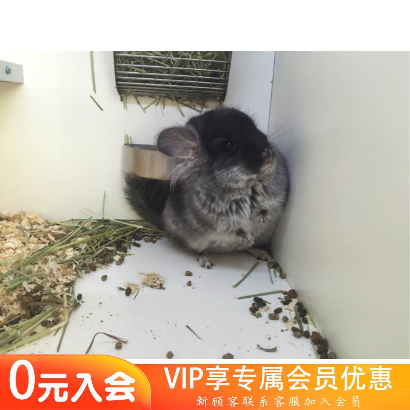 安哥拉丝绒黑长毛龙猫DD有耳毛（售出留档）