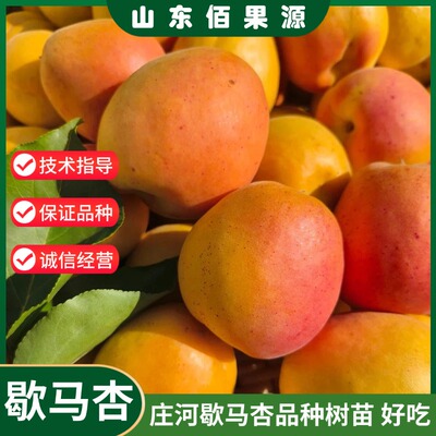 庄河歇马杏树苗特大蜜杏耐寒杏苗盆栽地栽杏子树果苗南方北方种植