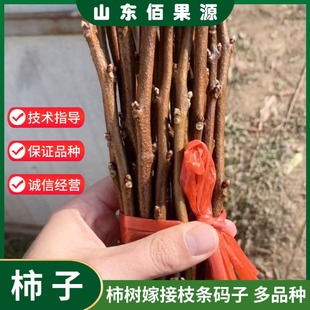 嫁接柿子树枝条接穗火晶磨盘无核脆甜牛心柿巧克力柿子码子嫁接用