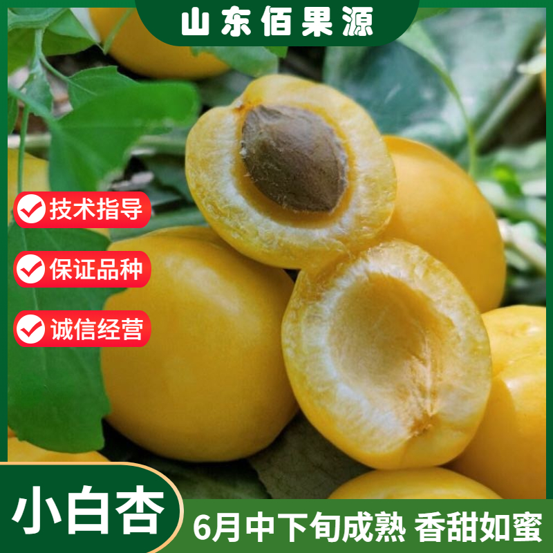 嫁接新疆小白杏树苗南北方种植盆栽甜杏子树苗庭院地栽当年结果苗