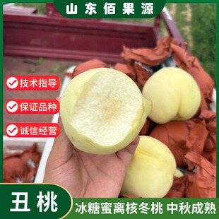 晚熟冰糖蜜冬桃苗离核脆甜白如玉桃树果苗盆栽庭院地栽南北方种植