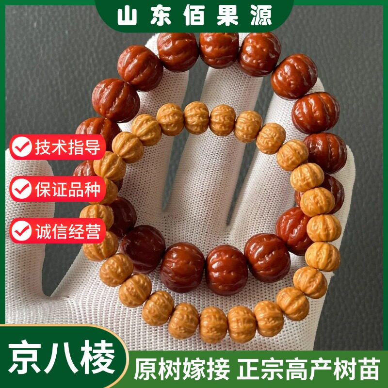 京八棱文玩核桃树苗粗筋正圆猴头迷你小核桃苗盆栽地栽南北方种植