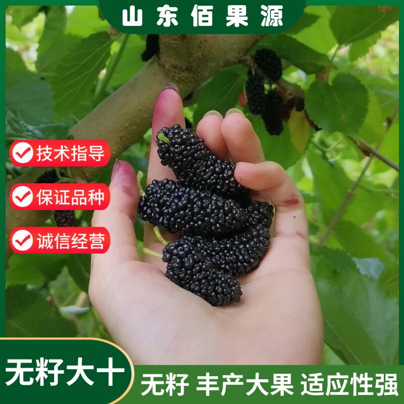 无籽大十桑葚苗嫁接耐寒地栽特大果桑树苗盆栽南北方种植当年结果