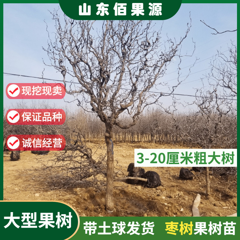 嫁接沾化冬枣树苗龙须枣别墅庭院地栽特大型果树苗带土球当年结果