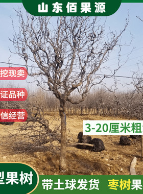 嫁接沾化冬枣树苗龙须枣别墅庭院地栽特大型果树苗带土球当年结果
