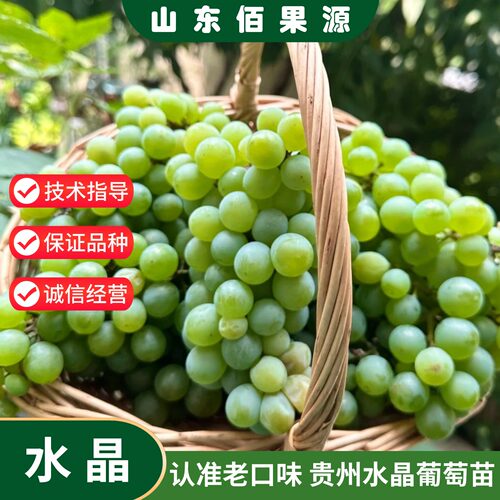 贵州水晶葡萄苗树南北方爬藤无籽老品种葡萄树苗盆栽地栽当年结果