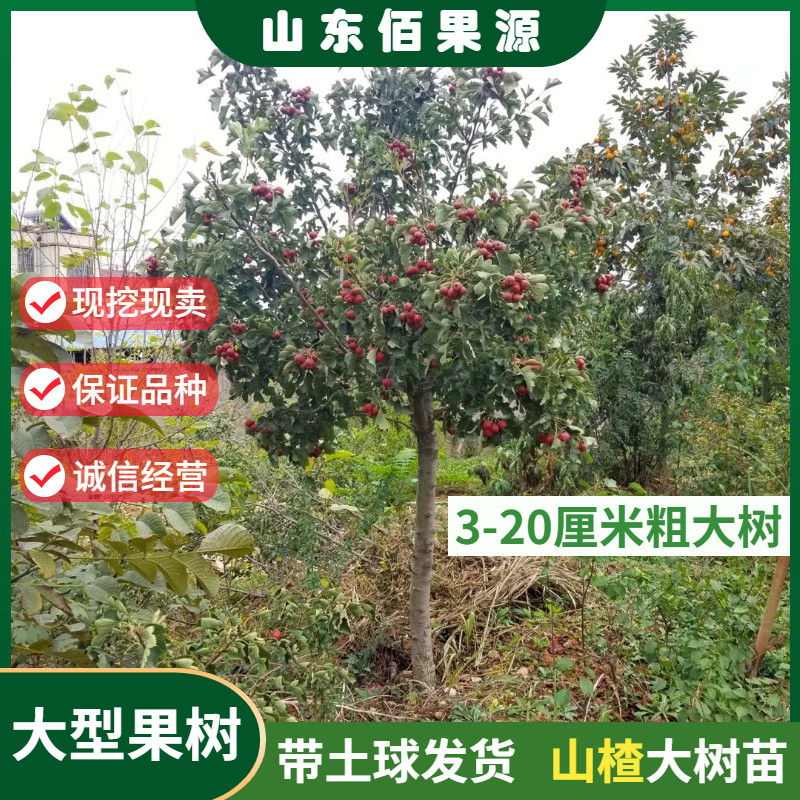 嫁接大五棱大金星山楂树苗别墅庭院地栽特大型果树带土球当年结果