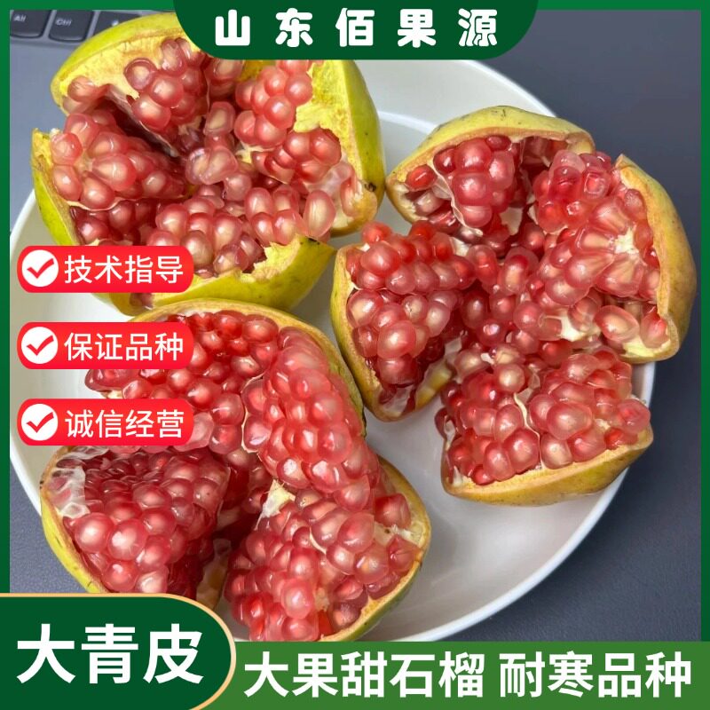 山东抗冻大青皮甜石榴树苗耐寒盆栽庭院地栽大果石榴苗南北方种植