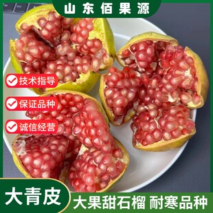 山东抗冻大青皮甜石榴树苗耐寒盆栽庭院地栽大果石榴苗南北方种植