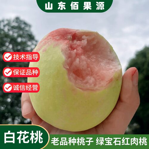 白花桃树苗嫁接绿宝石红肉血桃百花桃苗老品种桃子果苗当年结果树