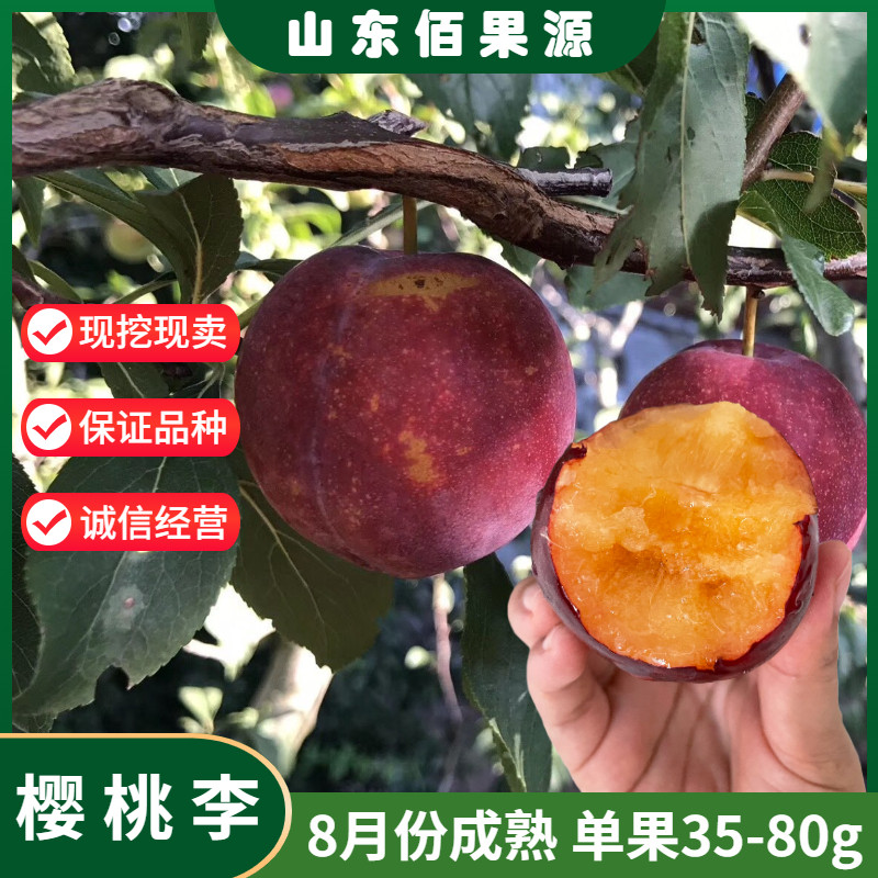 李子树果苗新品种美国小仙子樱桃李树苗黄肉脆甜李子苗南北方种植