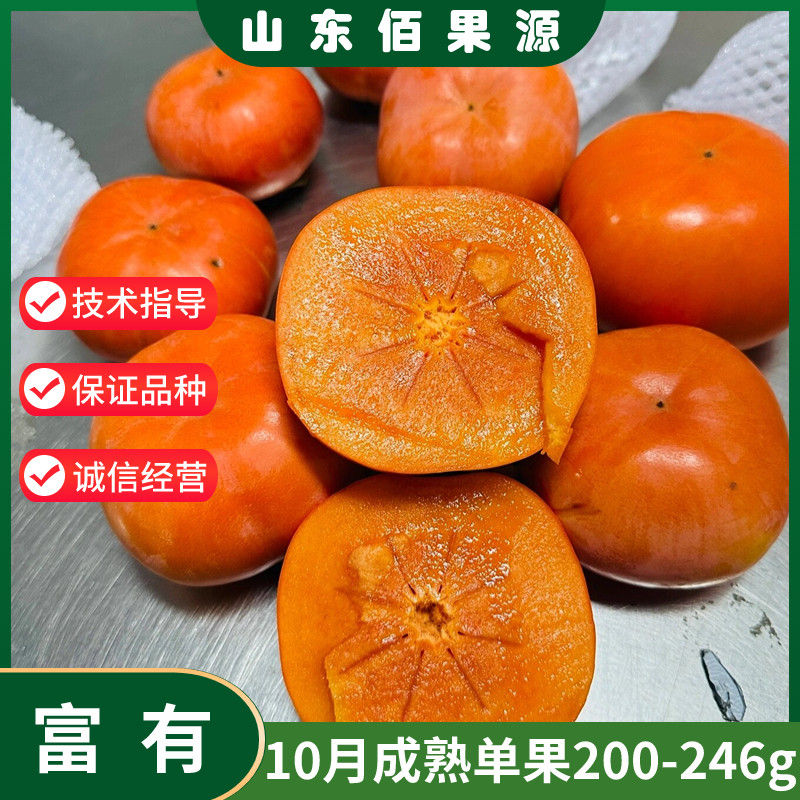 富有甜柿树苗南北方庭院地栽特大果树盆栽嫁接水果脆柿子当年结果