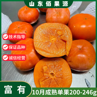 富有甜柿树苗南北方庭院地栽特大果树盆栽嫁接水果脆柿子当年结果