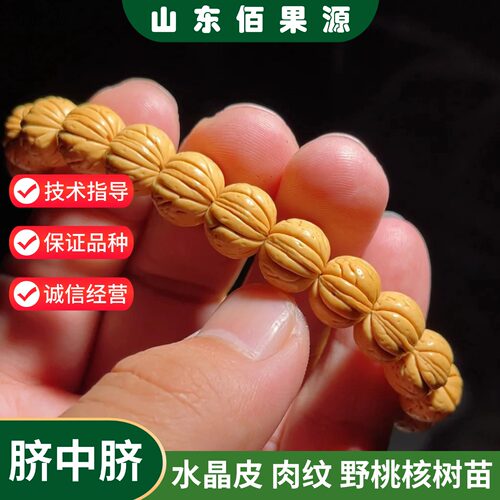 脐中脐水晶皮文玩桃核树苗肉纹天然矮桩大肚龙纹桃核苗南北方种植