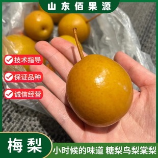 梅梨树苗嫁接老品种糖梨子杜梨鸟梨棠梨小豆梨野山沙梨树苗盆地栽