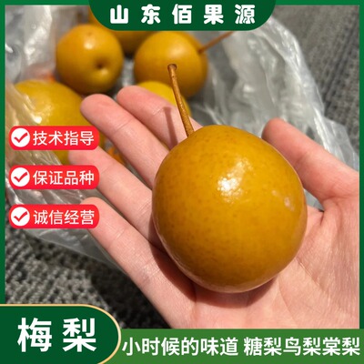 梅梨树苗嫁接老品种糖梨子杜梨鸟梨棠梨小豆梨野山沙梨树苗盆地栽