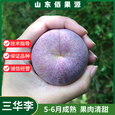 钱排银妃三华李树苗嫁接水果苗红心李子苗北南方当年结果盆栽地栽