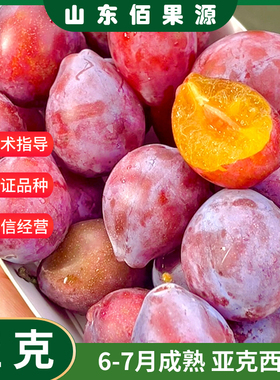 新疆亚克西梅树树苗智利西梅苗庭院南北方种植红西梅杏梅当年结果
