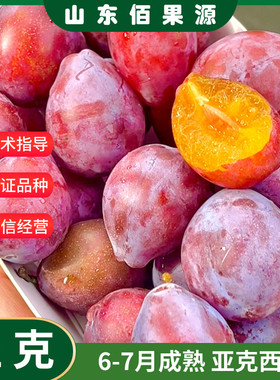新疆亚克西梅树树苗智利西梅苗庭院南北方种植红西梅杏梅当年结果